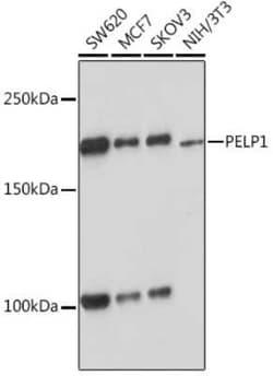 PELP1 Rabbit anti-Human, Mouse, Rat, Clone: 9V9A5, Novus Biologicals 100 &mu;g | Buy Online | Novus Biologicals | Fisher Scientific