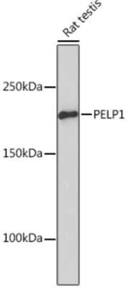 PELP1 Rabbit anti-Human, Mouse, Rat, Clone: 9V9A5, Novus Biologicals 100 &mu;g | Buy Online | Novus Biologicals | Fisher Scientific