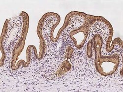 PEPT1/SLC15A1 Antibody, Novus Biologicals:Antibodies:Primary Antibodies