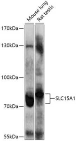PEPT1/SLC15A1 Antibody - BSA Free, Novus Biologicals:Antibodies:Primary