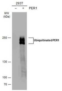 PER1 Antibody, Novus Biologicals 100 &mu;g | Buy Online | Novus Biologicals | Fisher Scientific