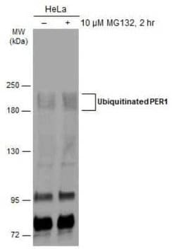 PER1 Antibody, Novus Biologicals 100 &mu;g | Buy Online | Novus Biologicals | Fisher Scientific