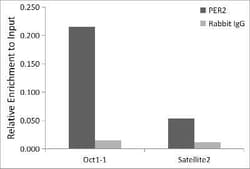 PER2 Rabbit anti-Human, Mouse, Clone: 2K9Y0, Novus Biologicals 100 &mu;g;