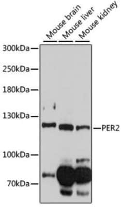 PER2 Antibody - Azide and BSA Free, Novus Biologicals:Antibodies:Primary