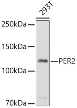 PER2 Antibody - Azide and BSA Free, Novus Biologicals 0.02 mL; Unconjugated:Antibodies,