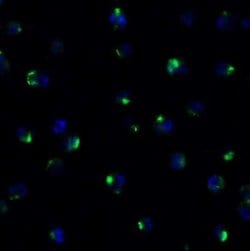 PEX10 Antibody - BSA Free, Novus Biologicals 0.1 mg; Unconjugated:Antibodies,