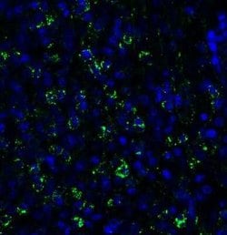 PEX10 Antibody - BSA Free, Novus Biologicals 0.1 mg; Unconjugated:Antibodies,