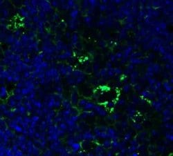 PEX10 Antibody - BSA Free, Novus Biologicals 0.1 mg; Unconjugated:Antibodies,