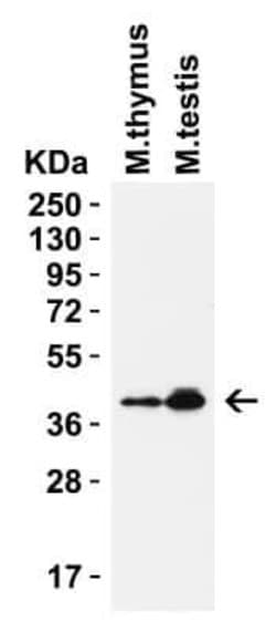 PEX10 Antibody - BSA Free, Novus Biologicals 0.1 mg; Unconjugated:Antibodies,