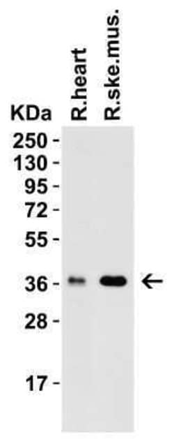 PEX10 Antibody - BSA Free, Novus Biologicals 0.1 mg; Unconjugated:Antibodies,