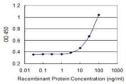 PEX10 Antibody (1B8), Novus Biologicals 50 &mu;g | Buy Online | Novus Biologicals | Fisher Scientific