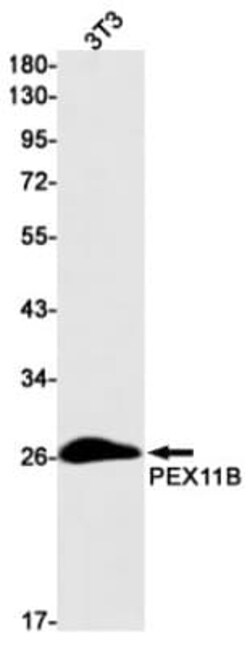 PEX11B Antibody (S09-7B4), Novus Biologicals 50 &mu;g; Unconjugated:Antibodies,