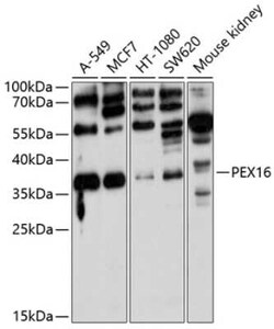 PEX16 Antibody - BSA Free, Novus Biologicals 0.02 mL, Unconjugated:Antibodies,