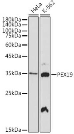 PEX19 Rabbit anti-Human, Rat, Clone: 9O7Q9, Novus Biologicals:Antibodies:Primary