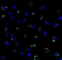 PEX3 Antibody - BSA Free, Novus Biologicals 0.1 mg | Buy Online | Bio-Techne | Fisher Scientific