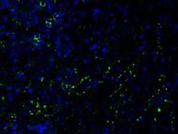 PEX3 Antibody - BSA Free, Novus Biologicals 0.1 mg | Buy Online | Bio-Techne | Fisher Scientific