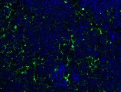 PEX3 Antibody - BSA Free, Novus Biologicals 0.1 mg | Buy Online | Bio-Techne | Fisher Scientific