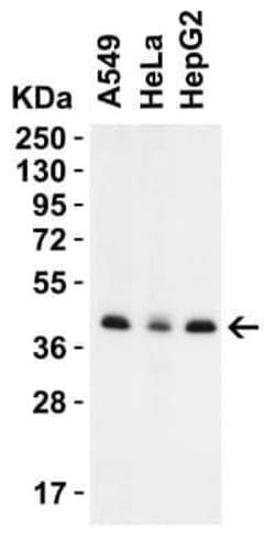 PEX3 Antibody - BSA Free, Novus Biologicals 0.1 mg | Buy Online | Bio-Techne | Fisher Scientific