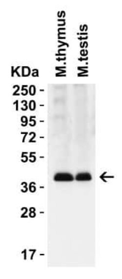 PEX3 Antibody - BSA Free, Novus Biologicals 0.1 mg | Buy Online | Bio-Techne | Fisher Scientific