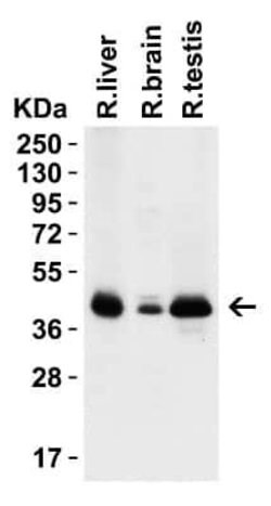 PEX3 Antibody - BSA Free, Novus Biologicals 0.1 mg | Buy Online | Bio-Techne | Fisher Scientific