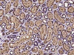 PEX3 Antibody, Novus Biologicals 50 &mu;g; Unconjugated:Antibodies, Polyclonal