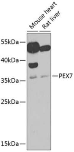 PEX7 Antibody - BSA Free, Novus Biologicals 0.02 mL, Unconjugated:Antibodies,
