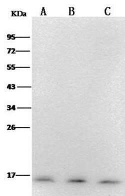 PFDN1 Antibody (12), Novus Biologicals 100 &mu;g; Unconjugated:Antibodies,