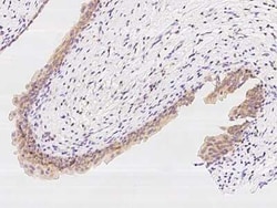 PFDN1 Antibody, Novus Biologicals 50 &mu;g, Unconjugated:Antibodies, Polyclonal