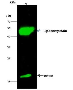 PFDN2 Antibody, Novus Biologicals 50 &mu;g; Unconjugated:Antibodies, Polyclonal