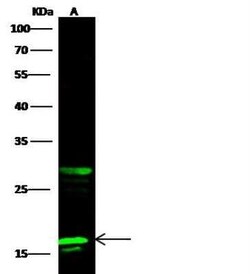 PFDN2 Antibody, Novus Biologicals 50 &mu;g; Unconjugated:Antibodies, Polyclonal