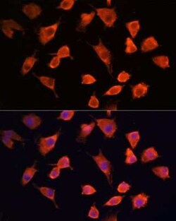 PFDN5 Antibody - Azide and BSA Free, Novus Biologicals 0.1 mL; Unconjugated:Antibodies,