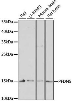 PFDN5 Antibody - Azide and BSA Free, Novus Biologicals 0.1 mL; Unconjugated:Antibodies,