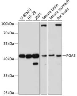 PGA5 Antibody - Azide and BSA Free, Novus Biologicals 0.02 mL; Unconjugated:Antibodies,