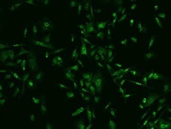 PGAM1 Antibody, Novus Biologicals:Antibodies:Primary Antibodies