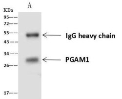 PGAM1 Antibody, Novus Biologicals:Antibodies:Primary Antibodies