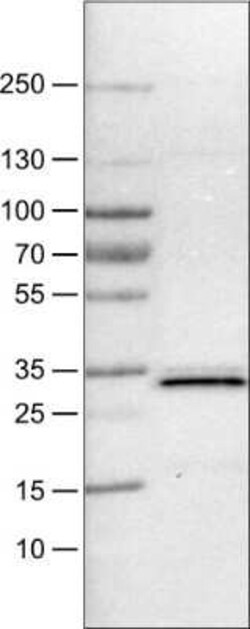 PGAM5 Antibody (CL0624), Novus Biologicals 0.1 mL, Unconjugated:Antibodies,
