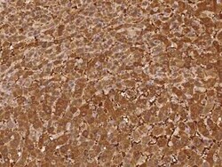 PGBD4 Antibody, Novus Biologicals 50 &mu;g, Unconjugated:Antibodies, Polyclonal