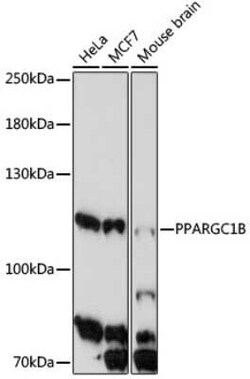 PGC-1 beta Antibody - Azide and BSA Free, Novus Biologicals 0.1 mL; Unconjugated:Antibodies,