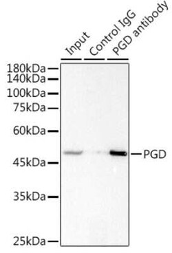 PGD Rabbit anti-Human, Mouse, Rat, Clone: 9A2M7, Novus Biologicals 20 &mu;g;