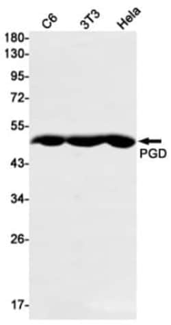 PGD Antibody (S02-7C6), Novus Biologicals 50 &mu;g | Buy Online | Novus Biologicals | Fisher Scientific