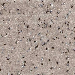 PGD2 Synthase/PTGDS Antibody, Novus Biologicals 0.1 mL | Buy Online | Novus Biologicals | Fisher Scientific