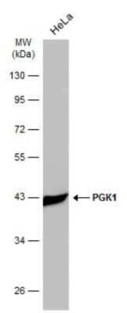 PGK1 Antibody (GT21612), Novus Biologicals 100 &mu;g; Unconjugated:Antibodies,