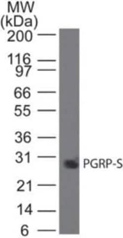 PGLYRP1/PGRP-S Antibody (188C424) - Azide and BSA Free, Novus Biologicals