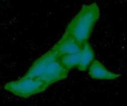 PGM1 Mouse anti-Human, Clone: AT84G2, Novus Biologicals 100 &mu;g | Buy Online | Novus Biologicals | Fisher Scientific