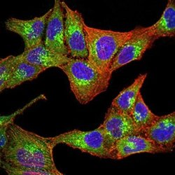PGRMC1 Antibody (7G11G8) - BSA Free, Novus Biologicals:Antibodies:Primary