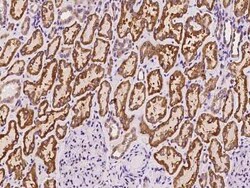 PGRMC1 Antibody, Novus Biologicals 50 &mu;g | Buy Online | Novus Biologicals | Fisher Scientific