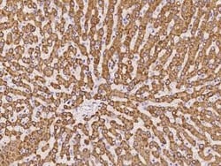 PGRMC1 Antibody, Novus Biologicals 50 &mu;g | Buy Online | Novus Biologicals | Fisher Scientific