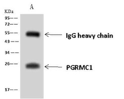 PGRMC1 Antibody, Novus Biologicals 50 &mu;g | Buy Online | Novus Biologicals | Fisher Scientific