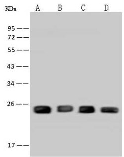 PGRMC1 Antibody, Novus Biologicals 50 &mu;g | Buy Online | Novus Biologicals | Fisher Scientific