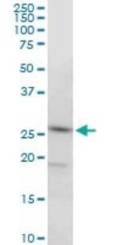 PGRMC2 Antibody (2A3), Novus Biologicals 0.1 mg | Buy Online | Novus Biologicals | Fisher Scientific